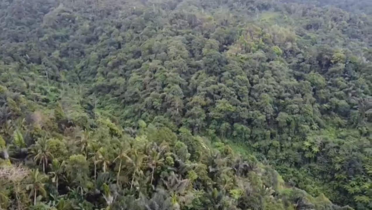 Bali Mountain Forest Cabin Penebel 外观 照片
