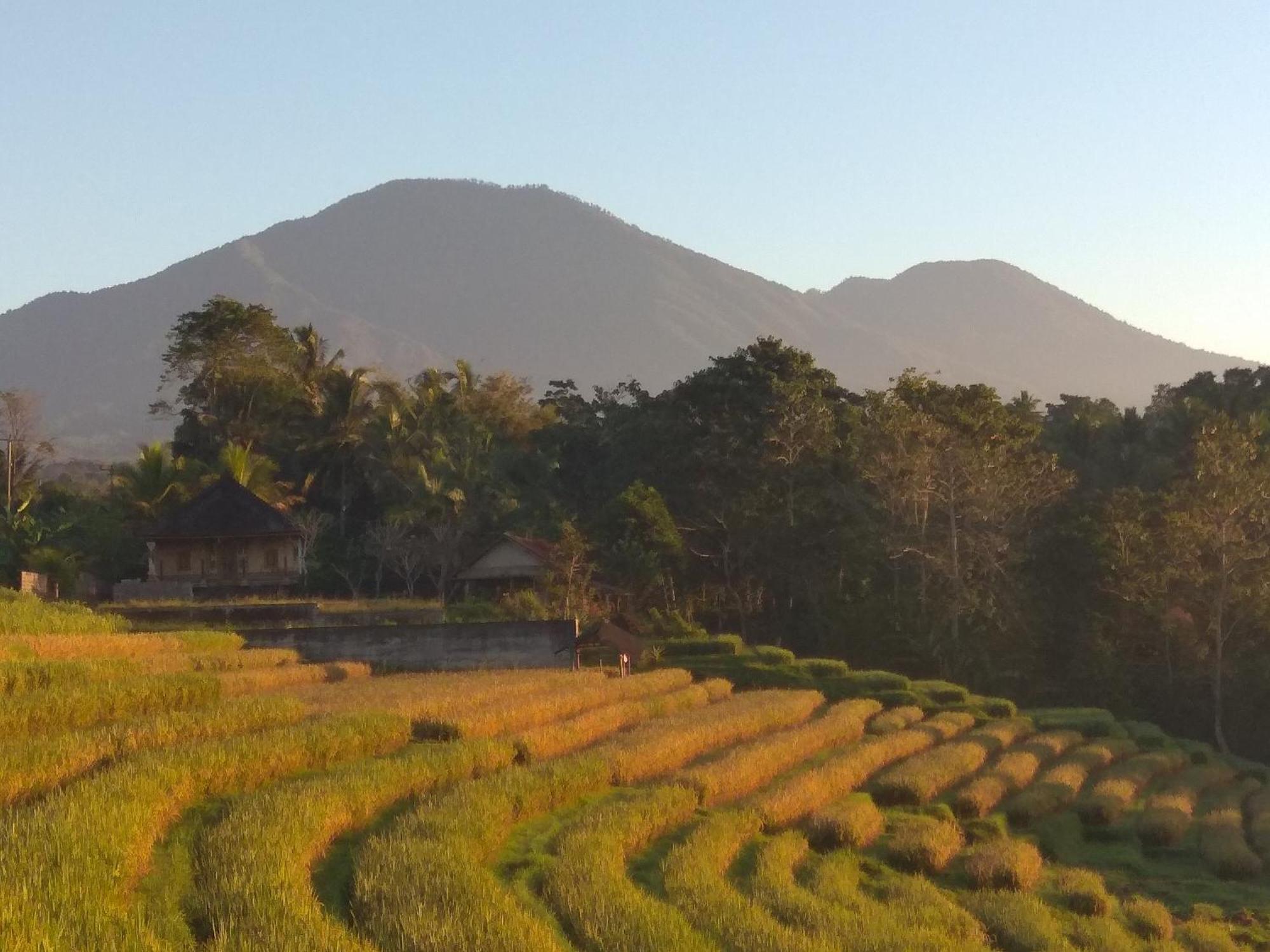 Bali Mountain Forest Cabin Penebel 客房 照片