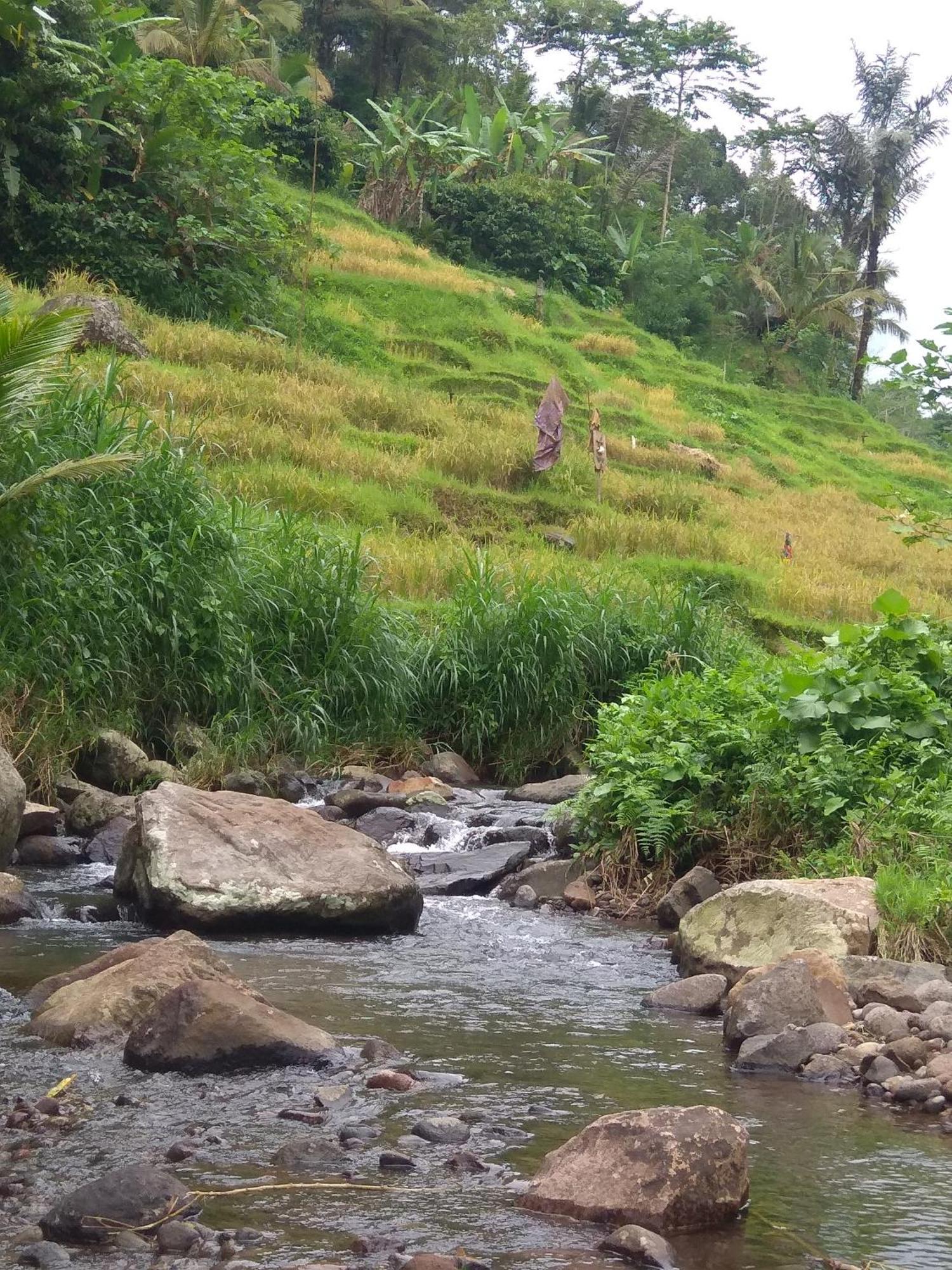 Bali Mountain Forest Cabin Penebel 客房 照片