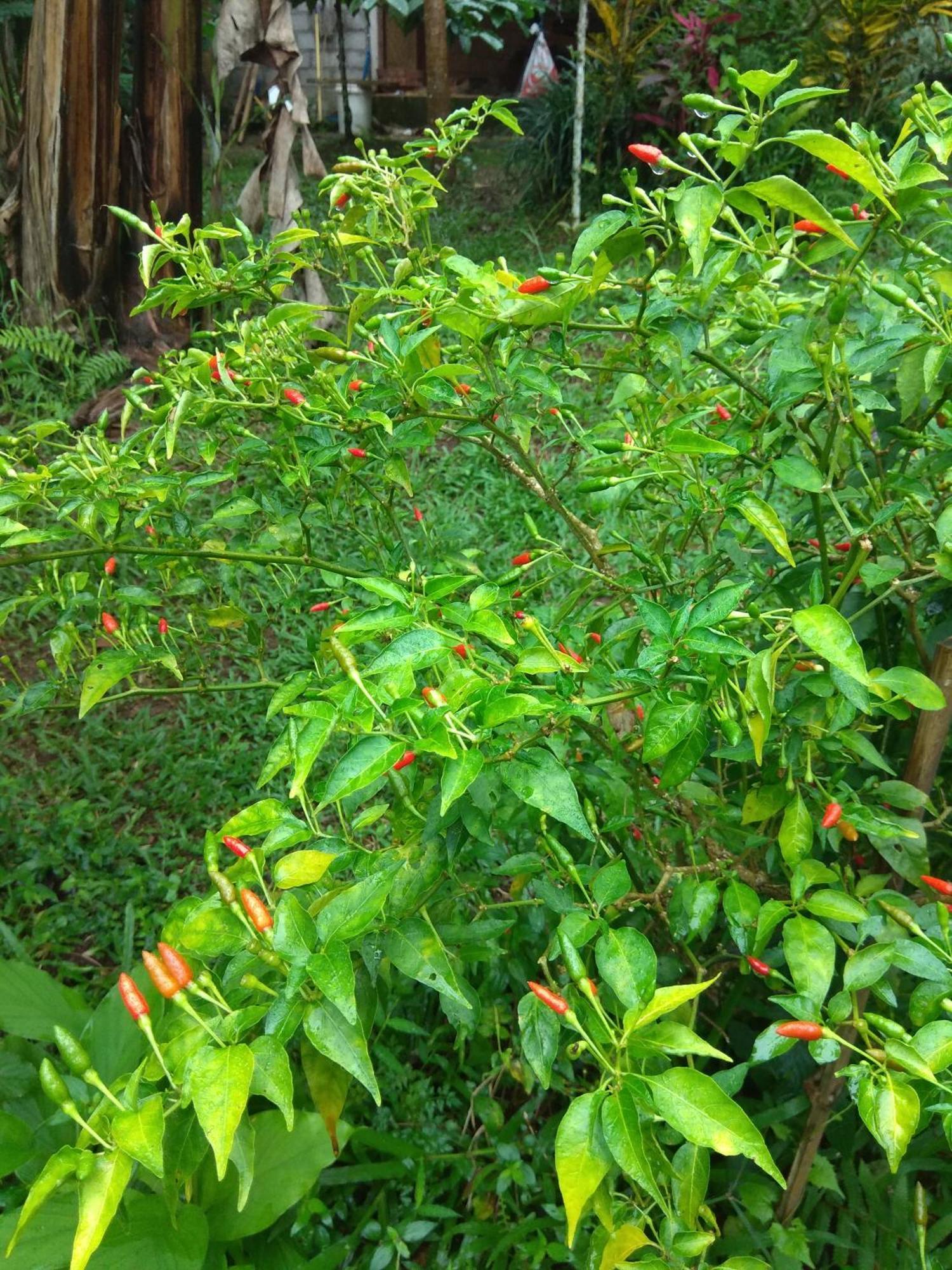 Bali Mountain Forest Cabin Penebel 客房 照片