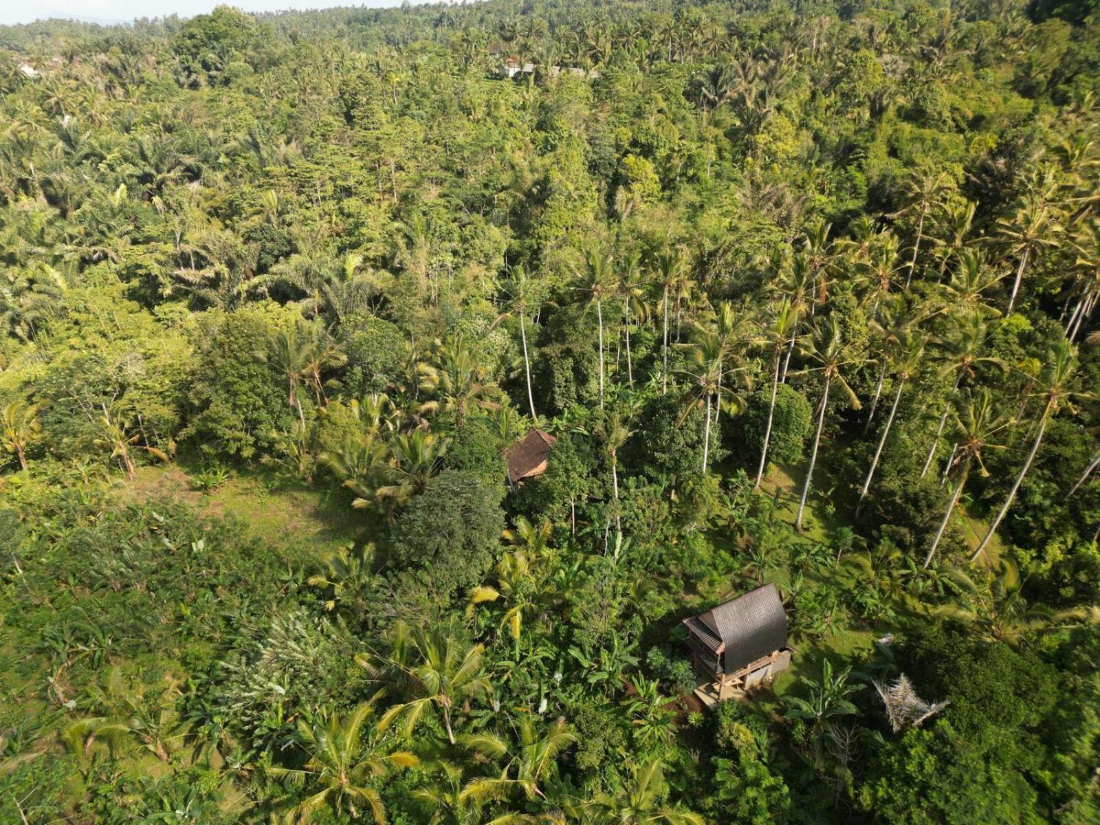 Bali Mountain Forest Cabin Penebel 客房 照片