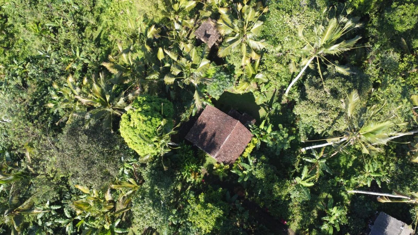 Bali Mountain Forest Cabin Penebel 客房 照片